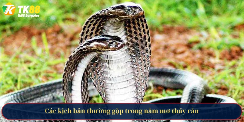 Các kịch bản thường gặp trong nằm mơ thấy rắn